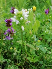 Prunella vulgaris
