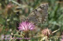Melanargia titea
