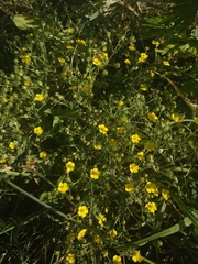 Potentilla neglecta