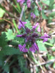 Pedicularis refracta transmorrisonensis
