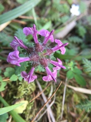 Pedicularis refracta transmorrisonensis