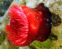 Actinia