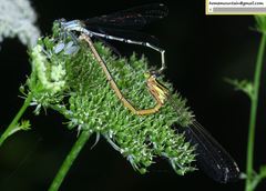 Platycnemis foliacea