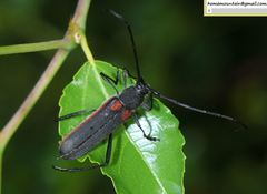 Anoplistes halodendri
