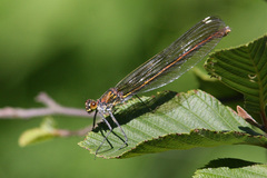 Calopteryx amata