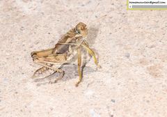 Haplotropis brunneriana