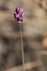 Allium pruinatum
