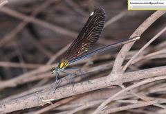 Matrona basilaris