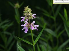 Stachys affinis