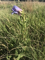 Penstemon grandiflorus