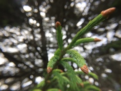 Picea morrisonicola