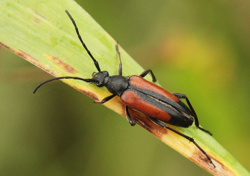Black-striped Longhorn Beetle