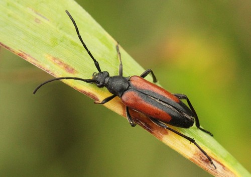 Juodasiūlis Grakštenis nuotrauka