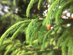 Picea morrisonicola