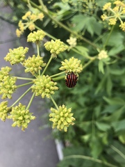 Graphosoma italicum italicum