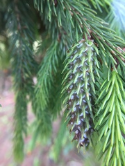 Picea morrisonicola