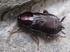 Periplaneta japonica