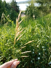 Bromus inermis