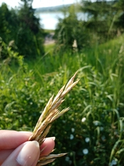 Bromus inermis