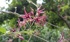 Vincetoxicum sublanceolatum