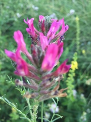 Astragalus cornutus