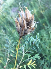 Astragalus cornutus