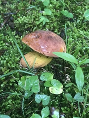 Boletus subluridellus