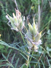 Astragalus cornutus