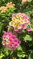 Lantana
