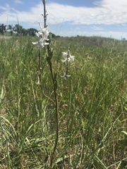 Delphinium carolinianum