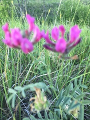 Astragalus cornutus