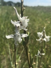 Delphinium carolinianum