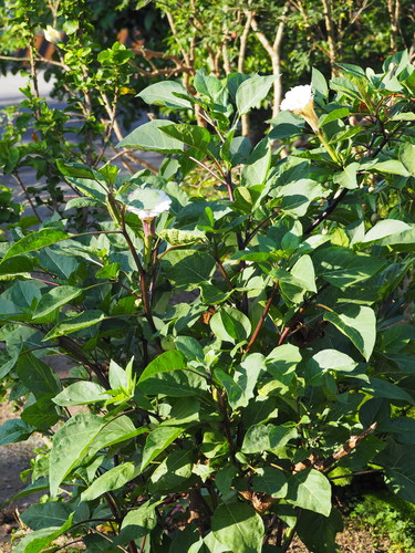 Datura metel