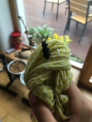 Spondylis buprestoides