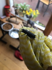 Spondylis buprestoides