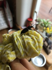 Spondylis buprestoides