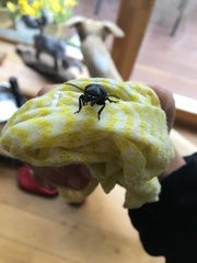 Spondylis buprestoides