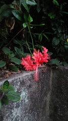 Hibiscus schizopetalus