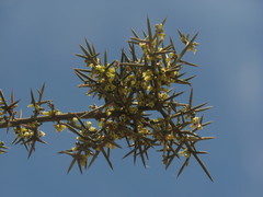 Colletia spinosissima