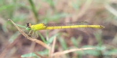 Agriocnemis kalinga