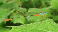 Ceriagrion cerinorubellum