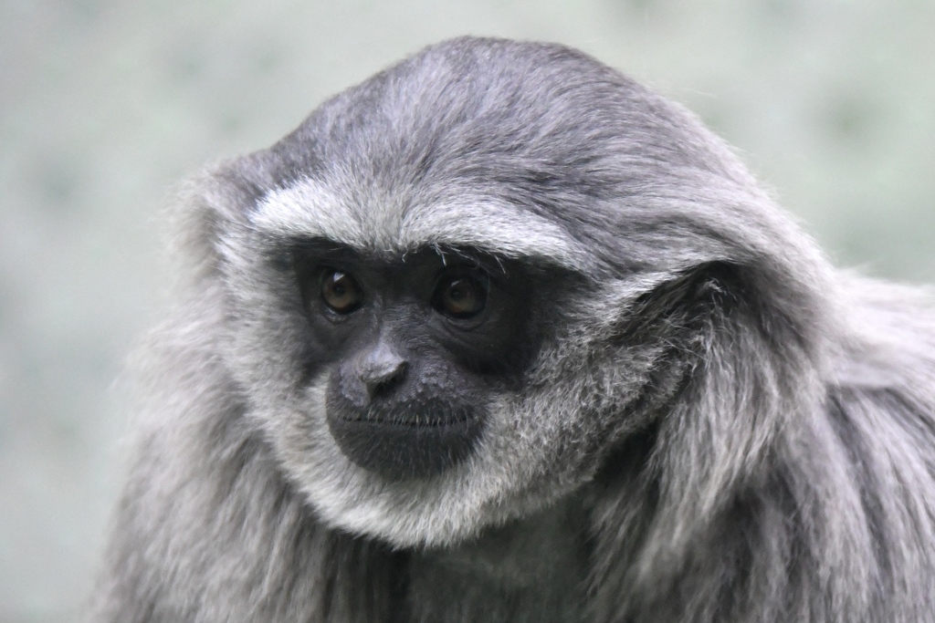 Silvery Javan Gibbon