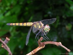 Brachydiplax farinosa