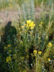 Sisymbrium loeselii
