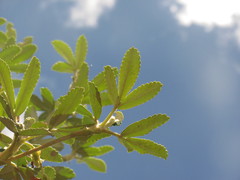 Polylepis besseri