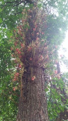 Couroupita guianensis