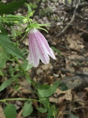 Campanula trachelium
