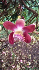 Couroupita guianensis