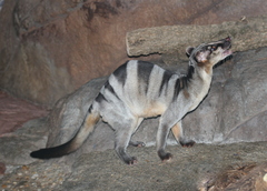 Banded Palm Civet photo 3