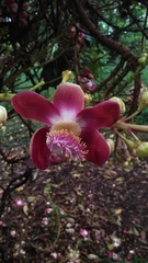 Couroupita guianensis
